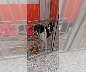 Mutt Dogs for adoption in Palmetto, FL, USA