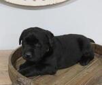 Small Photo #2 Labrador Retriever Puppy For Sale in MILLERSBURG, OH, USA