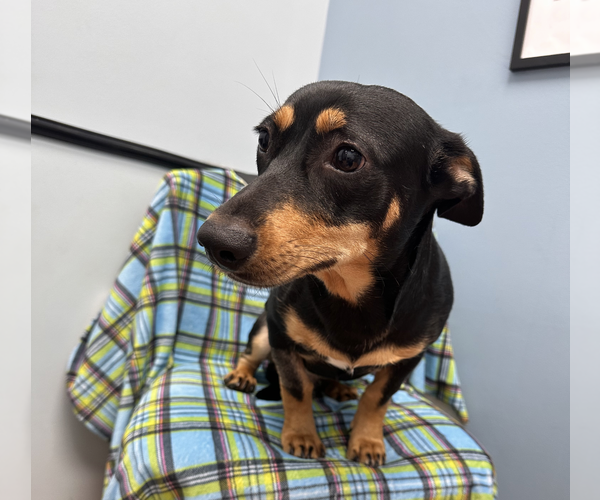Medium Photo #4 Dachshund-Unknown Mix Puppy For Sale in Weston, FL, USA