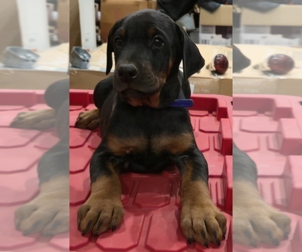 Medium Photo #16 Doberman Pinscher Puppy For Sale in BEGGS, OK, USA
