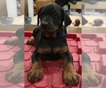 Small Photo #16 Doberman Pinscher Puppy For Sale in BEGGS, OK, USA