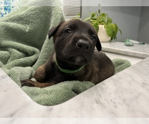 Belgian Malinois Puppy for Sale in DALLAS, Texas USA