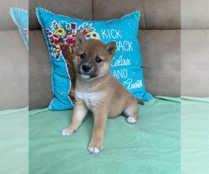 Shiba Inu Puppy for sale in STELLA, MO, USA