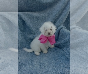 Cavapoo Puppy for sale in JEFFERSONVILLE, IN, USA