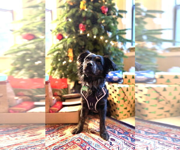 Medium Photo #3 Chihuahua-Colonial Cocker Spaniel Mix Puppy For Sale in Milwaukie, OR, USA