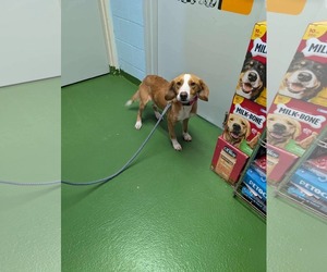 Collie-Unknown Mix Dogs for adoption in Rustburg, VA, USA