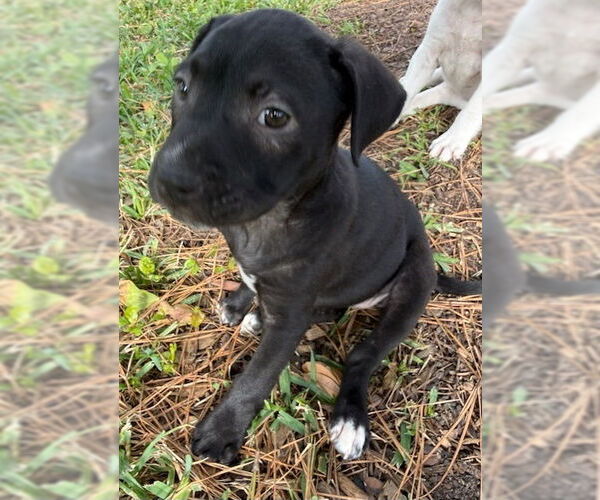 Medium Photo #2 Borador Puppy For Sale in Lakewood, CO, USA