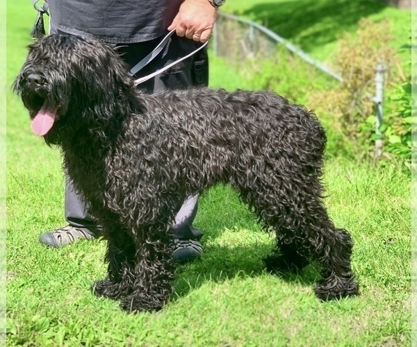 Medium Photo #5 Black Russian Terrier Puppy For Sale in S CHARLESTON, WV, USA