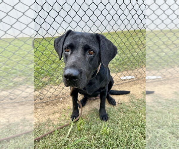 Medium Photo #2 Labrador Retriever Puppy For Sale in Evansville, IN, USA