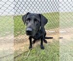 Small #1 Labrador Retriever