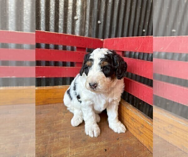 Medium Photo #3 Miniature Bernedoodle Puppy For Sale in DENVER, PA, USA