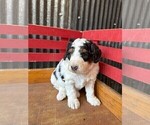 Small #2 Miniature Bernedoodle