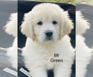 English Cream Golden Retriever Puppy for sale in ATOKA, TN, USA