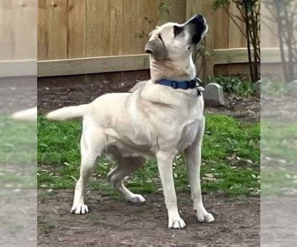 Medium Photo #3 Black Mouth Cur-Labrador Retriever Mix Puppy For Sale in Alexander, AR, USA