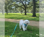 Small #17 Bichon Frise