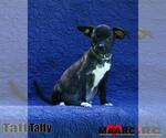 Small #1 Boston Huahua