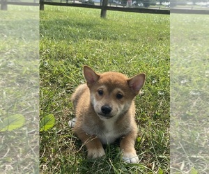 Shiba Inu Puppy for sale in CANOGA, NY, USA