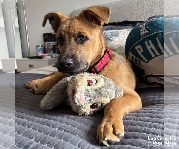 Medium Photo #4 Mutt Puppy For Sale in Washington, DC, USA