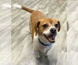 Mutt Dogs for adoption in Ellijay, GA, USA