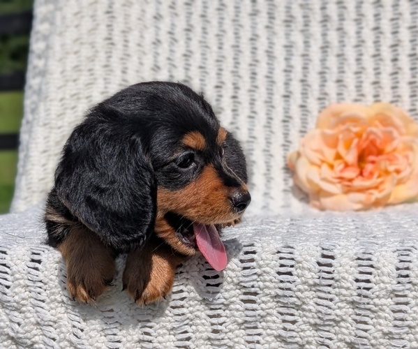 Medium Photo #8 Dachshund Puppy For Sale in GOSHEN, IN, USA