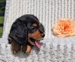 Small Photo #48 Dachshund Puppy For Sale in GOSHEN, IN, USA