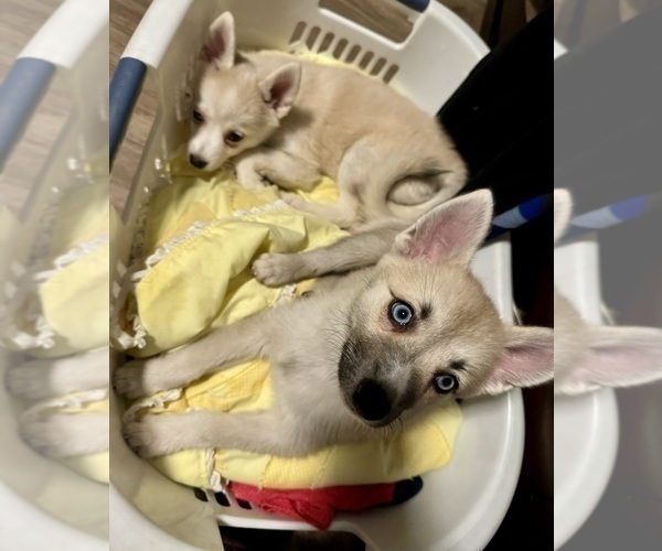 Medium Photo #118 Pomsky Puppy For Sale in LOVELAND, CO, USA