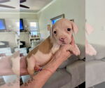 Small #3 American Staffordshire Terrier Mix