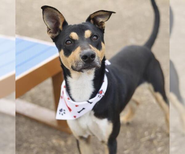 Medium Photo #1 Australian Kelpie-Unknown Mix Puppy For Sale in San Antonio, TX, USA