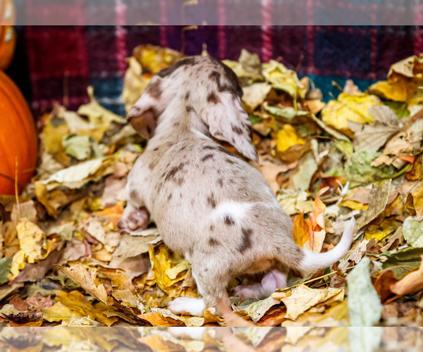 Medium Photo #9 Dachshund Puppy For Sale in WAKARUSA, IN, USA