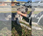 Small #1 Great Dane