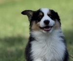 Small #10 Miniature American Shepherd