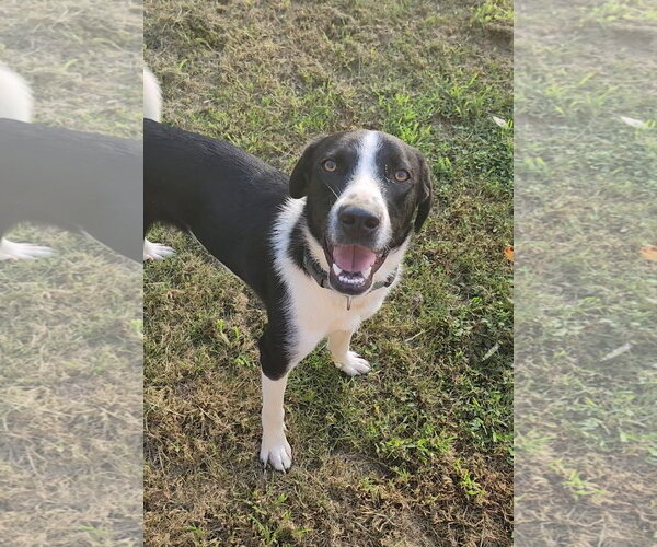 Medium Photo #2 Great Pyrenees Puppy For Sale in Spring, TX, USA