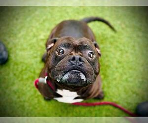 American Pit Bull Terrier-Bulldog Mix Dogs for adoption in Orlando, FL, USA