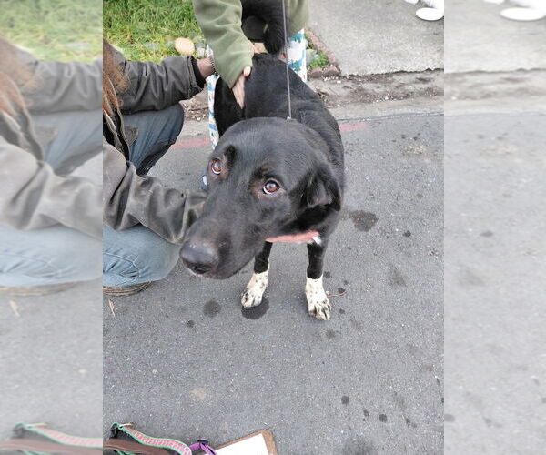 Medium Photo #1 Anatolian Shepherd-German Shepherd Dog Mix Puppy For Sale in Cupertino, CA, USA