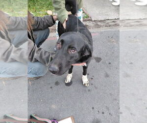 Anatolian Shepherd-German Shepherd Dog Mix Dogs for adoption in Cupertino, CA, USA