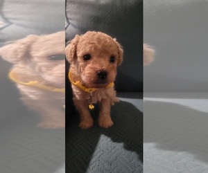 Poodle (Toy) Puppy for sale in CHINO VALLEY, AZ, USA