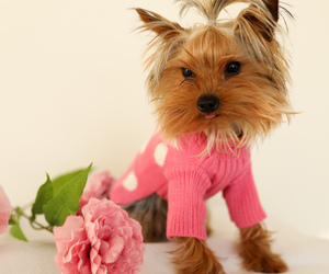 Yorkshire Terrier Puppy for sale in STROUDSBURG, PA, USA