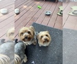 Small Photo #1 Yorkshire Terrier Puppy For Sale in PORTLAND, OR, USA