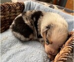 Small Photo #17 Australian Shepherd Puppy For Sale in LEBANON, IN, USA