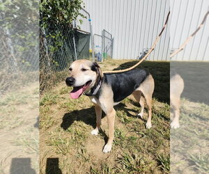 Winston - Male German Shepherd Dog-Unknown Mix Dog for Adoption - Photo #2