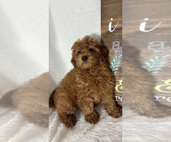 Medium Photo #2 Goldendoodle (Miniature) Puppy For Sale in GREENFIELD, IN, USA