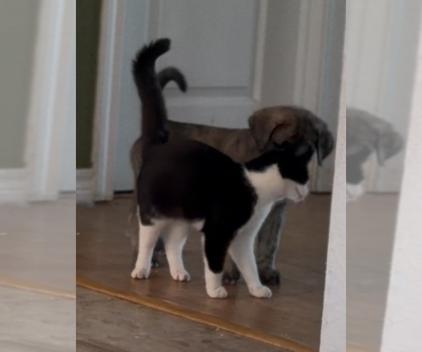 Medium Photo #45 Mastiff-Pyrenean Mastiff Mix Puppy For Sale in RHOME, TX, USA