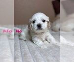 Puppy Flo Maltipoo-Shih Tzu Mix