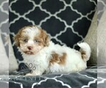 Small #1 Pembroke Welsh Corgi