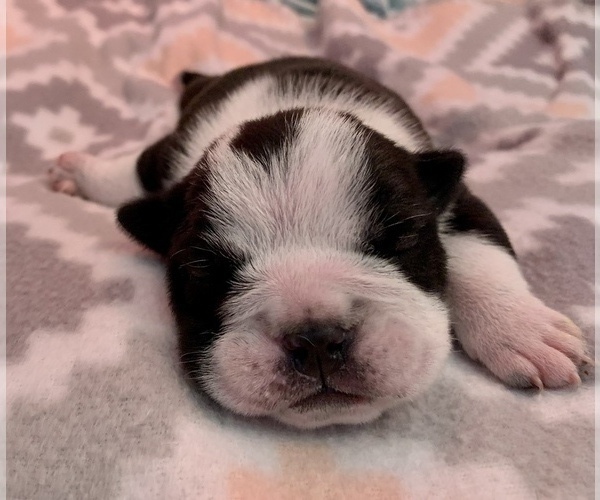 Medium Photo #2 Bulldog Puppy For Sale in JACKSONVILLE, FL, USA