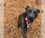 Small #6 American Pit Bull Terrier-Labrador Retriever Mix