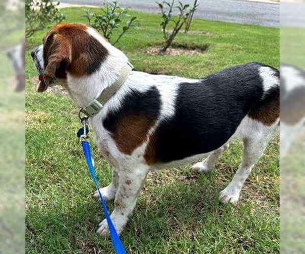 Medium Photo #2 Bagle Hound Puppy For Sale in Deepwater, NJ, USA