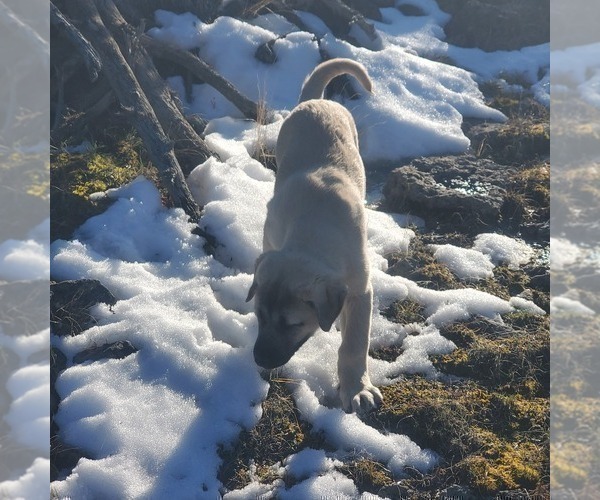 Medium Photo #4 Kangal Dog Puppy For Sale in SILVER LAKE, OR, USA