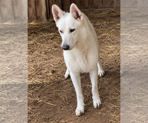 Father of the German Shepherd Dog puppies born on 08/23/2026