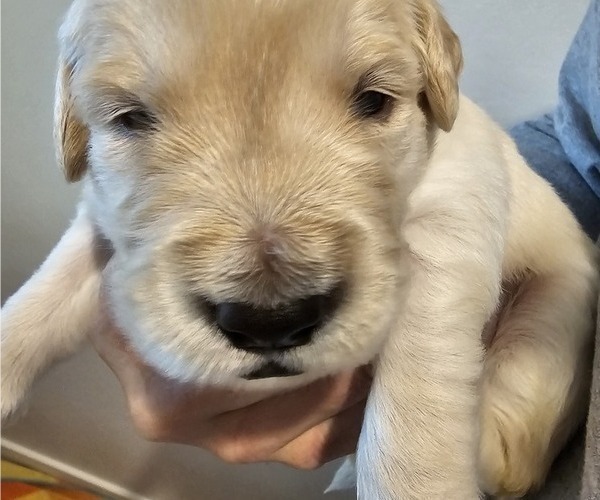 Medium Photo #2 Golden Retriever Puppy For Sale in MESA, AZ, USA